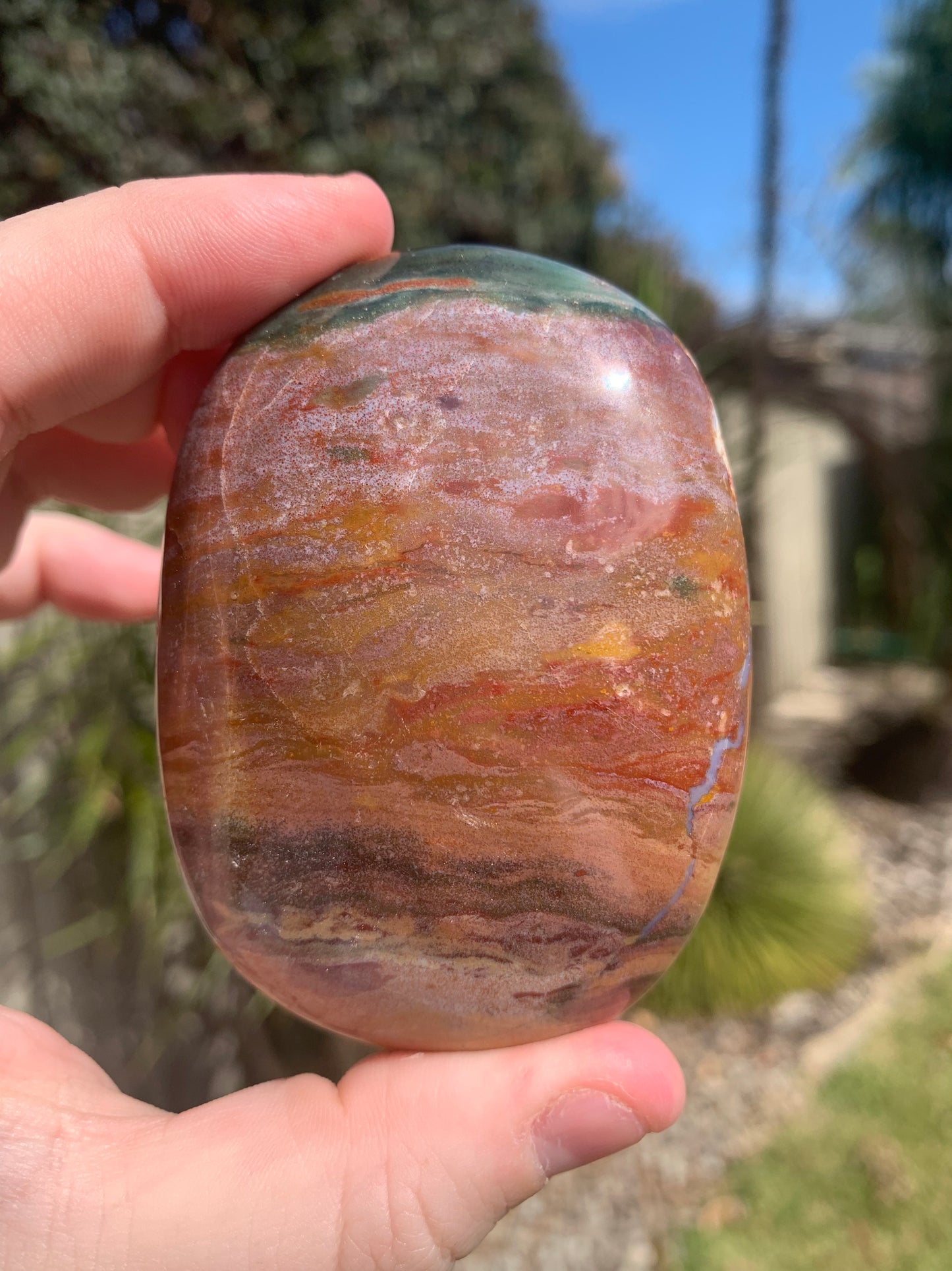 Ocean Jasper Palm