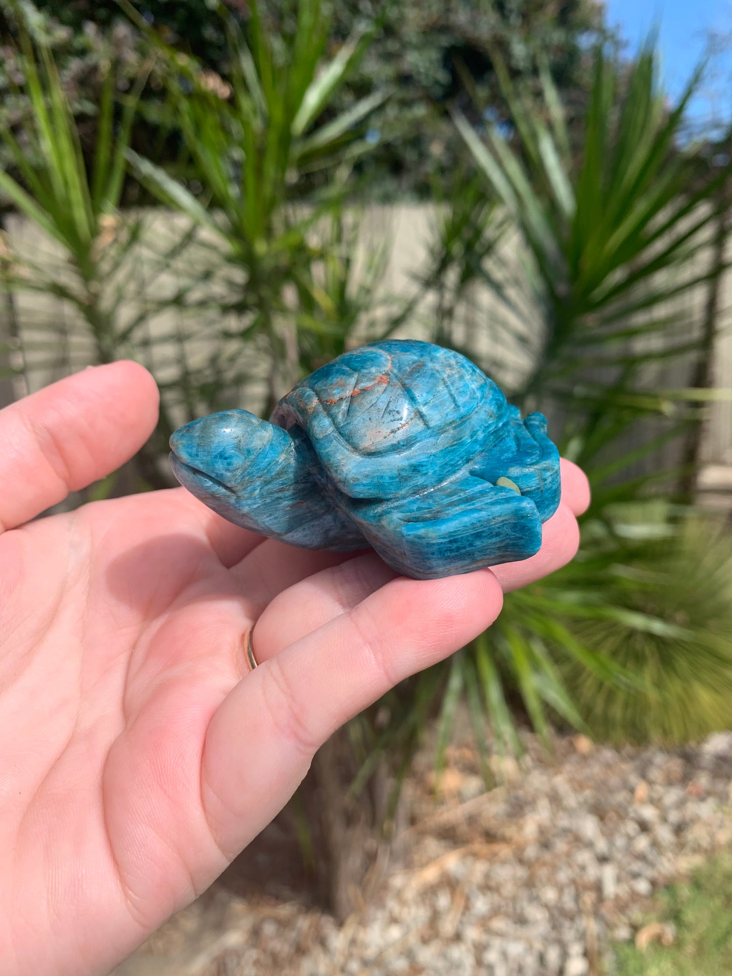 Blue Apatite Turtle