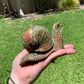 Unakite Snail