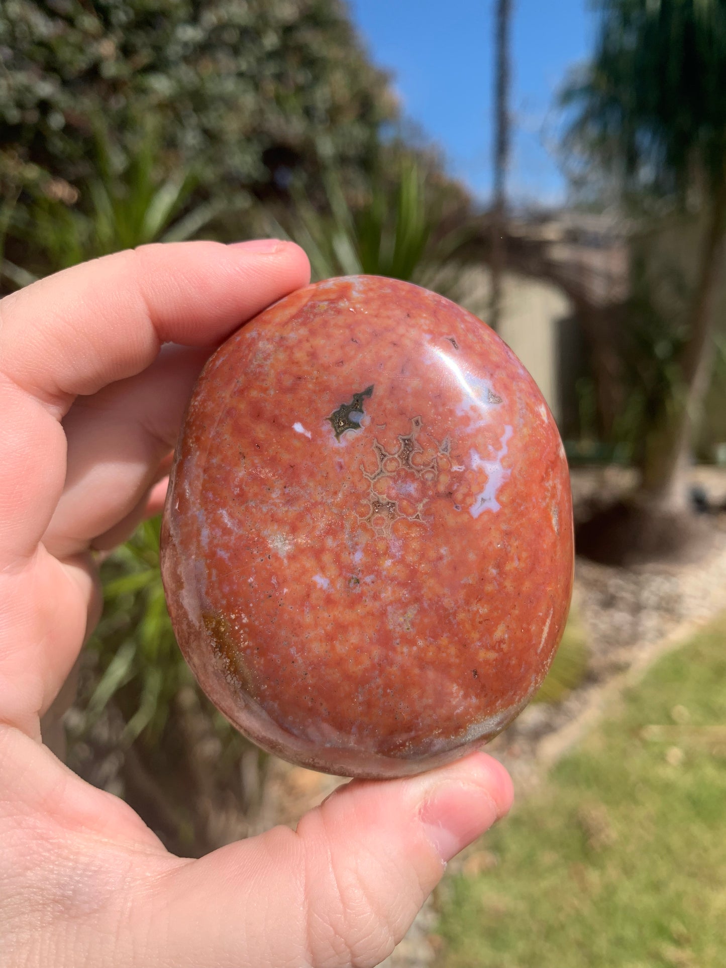 Ocean Jasper Palm