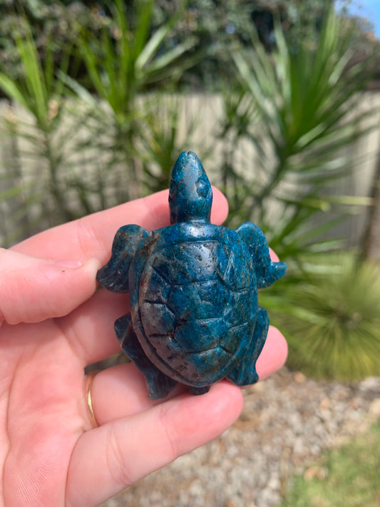 Blue Apatite Turtle