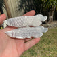 Selenite Fish