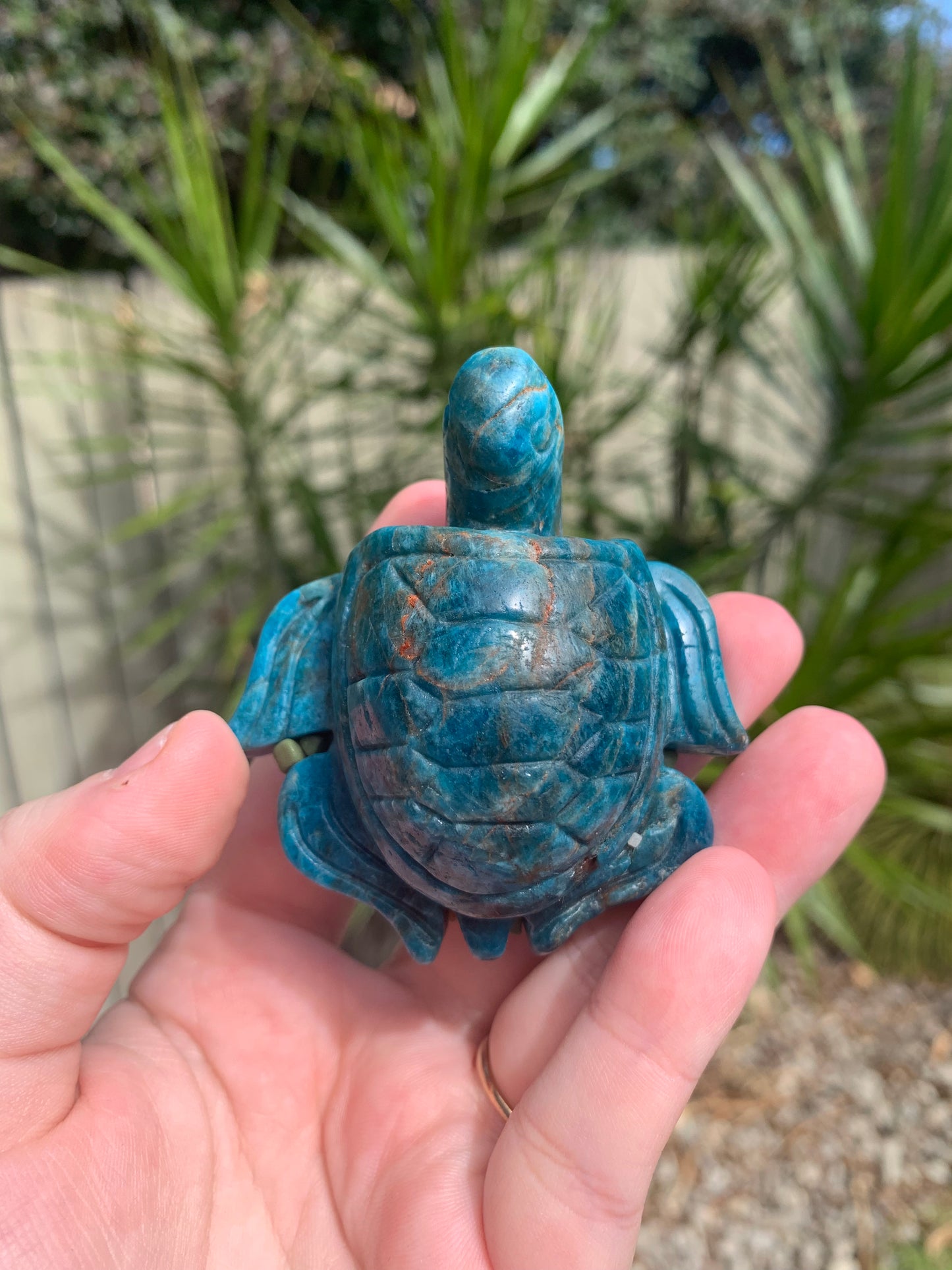 Blue Apatite Turtle