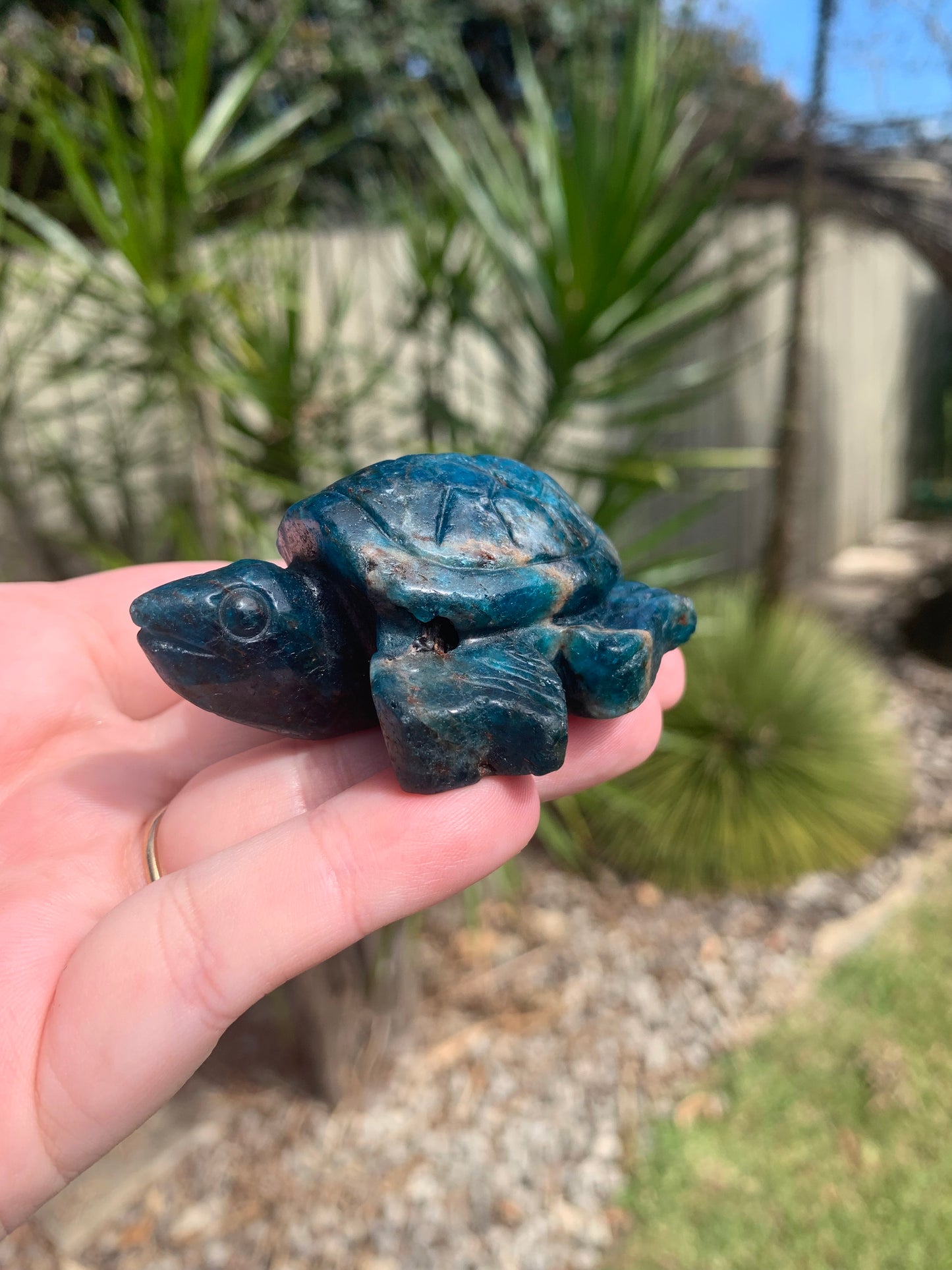 Blue Apatite Turtle