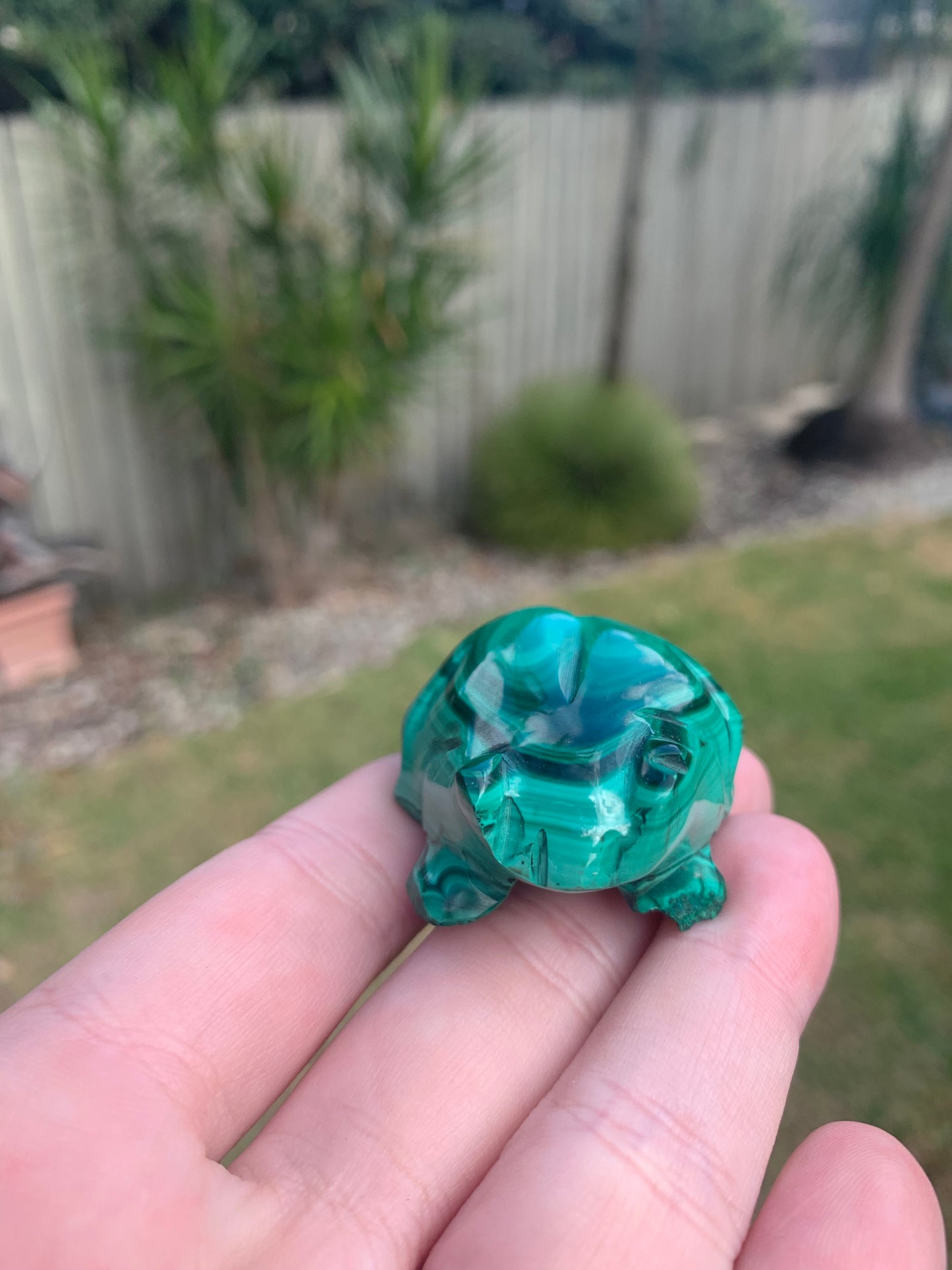 Malachite Frog