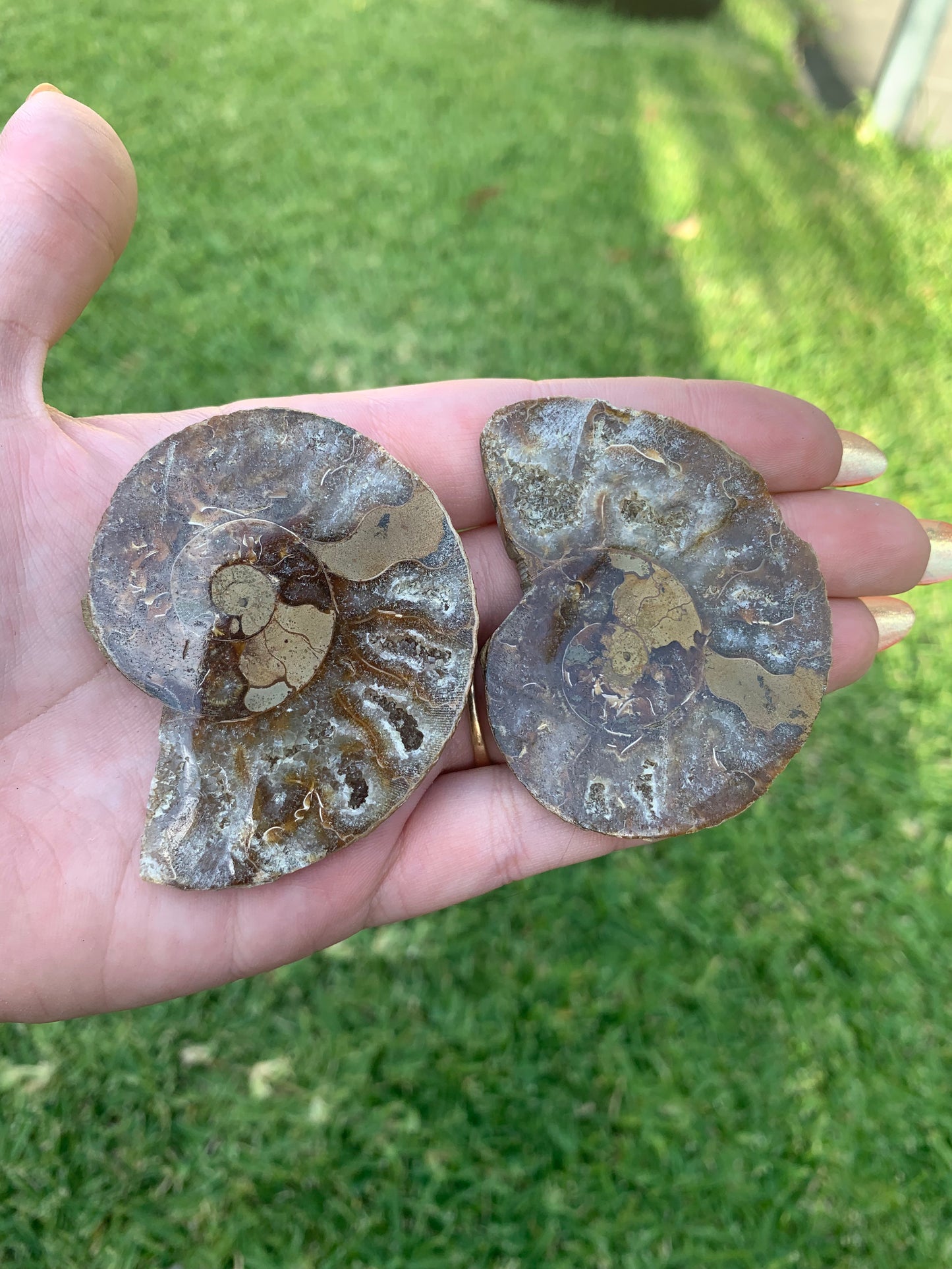 Ammonite Pair