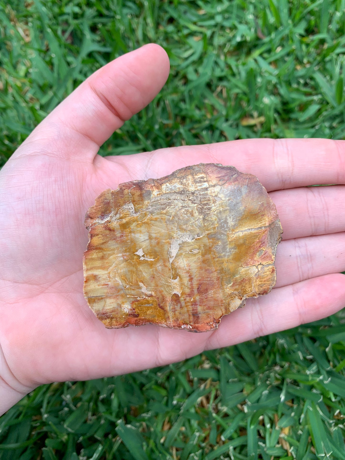 Petrified Wood Slab