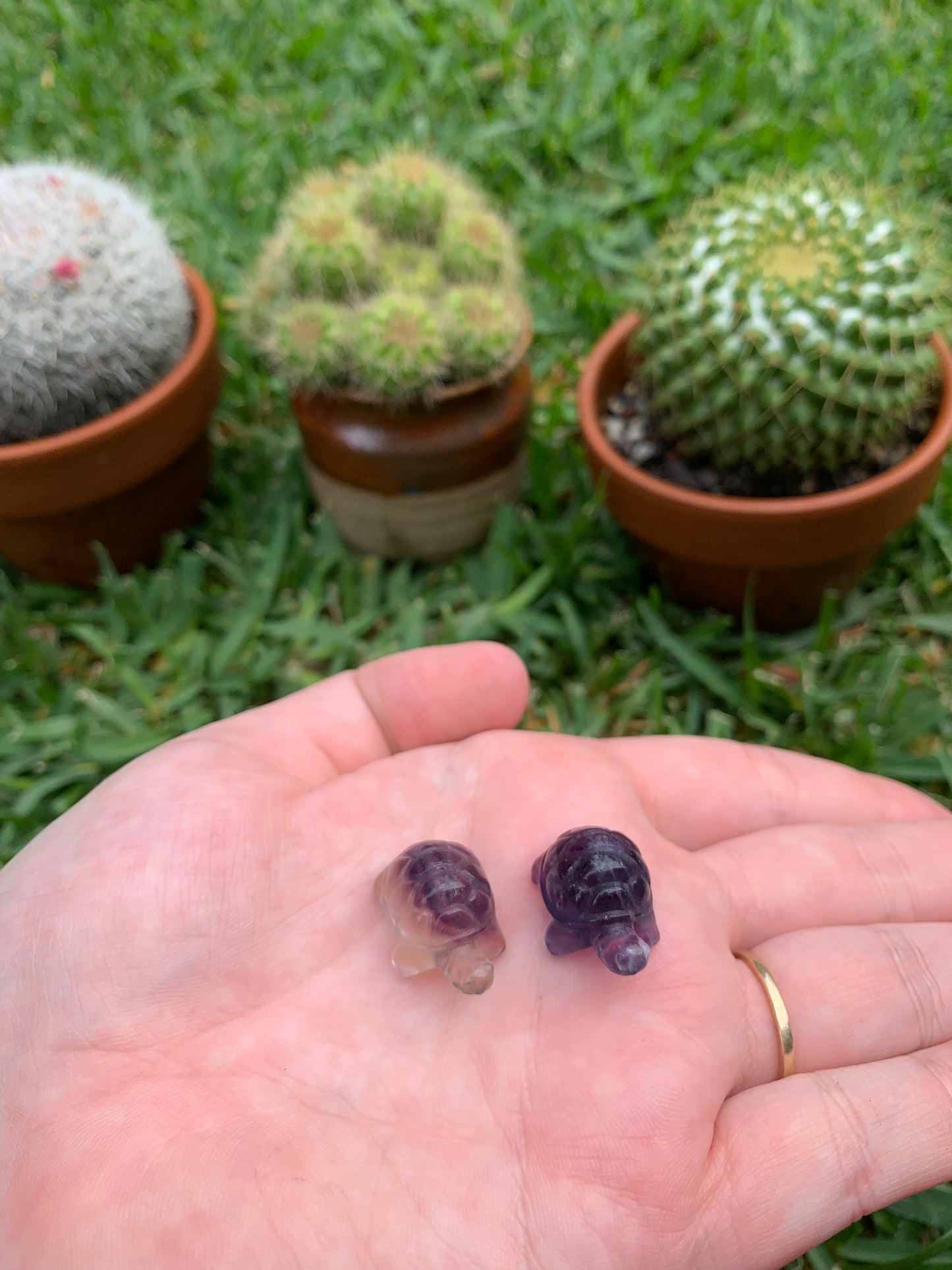 Mini Fluorite Turtle