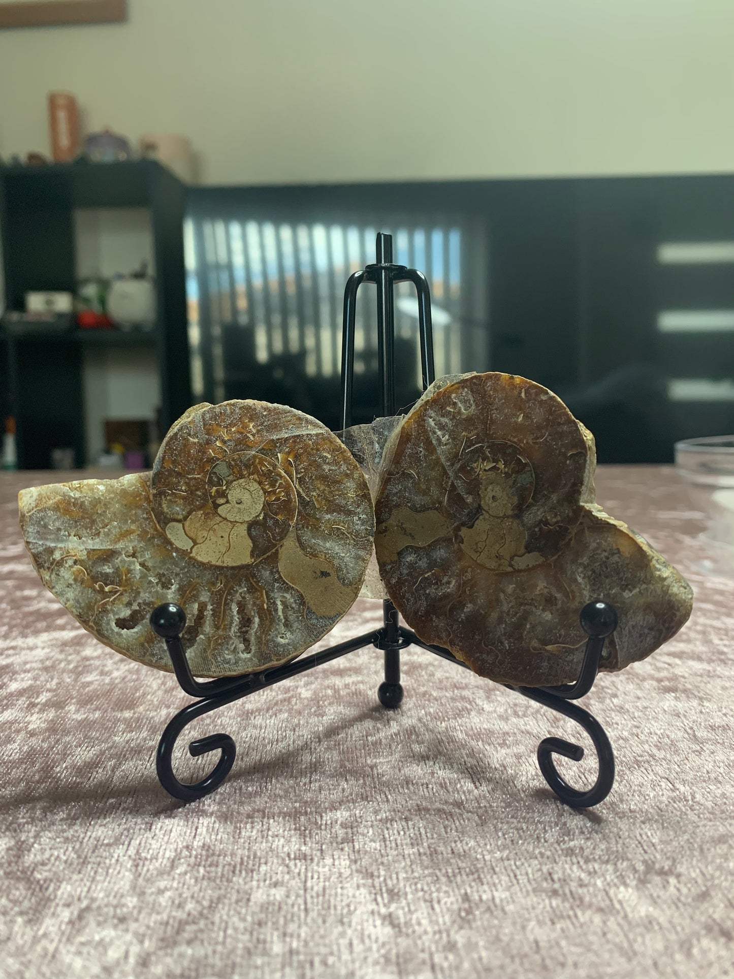 Ammonite Pair