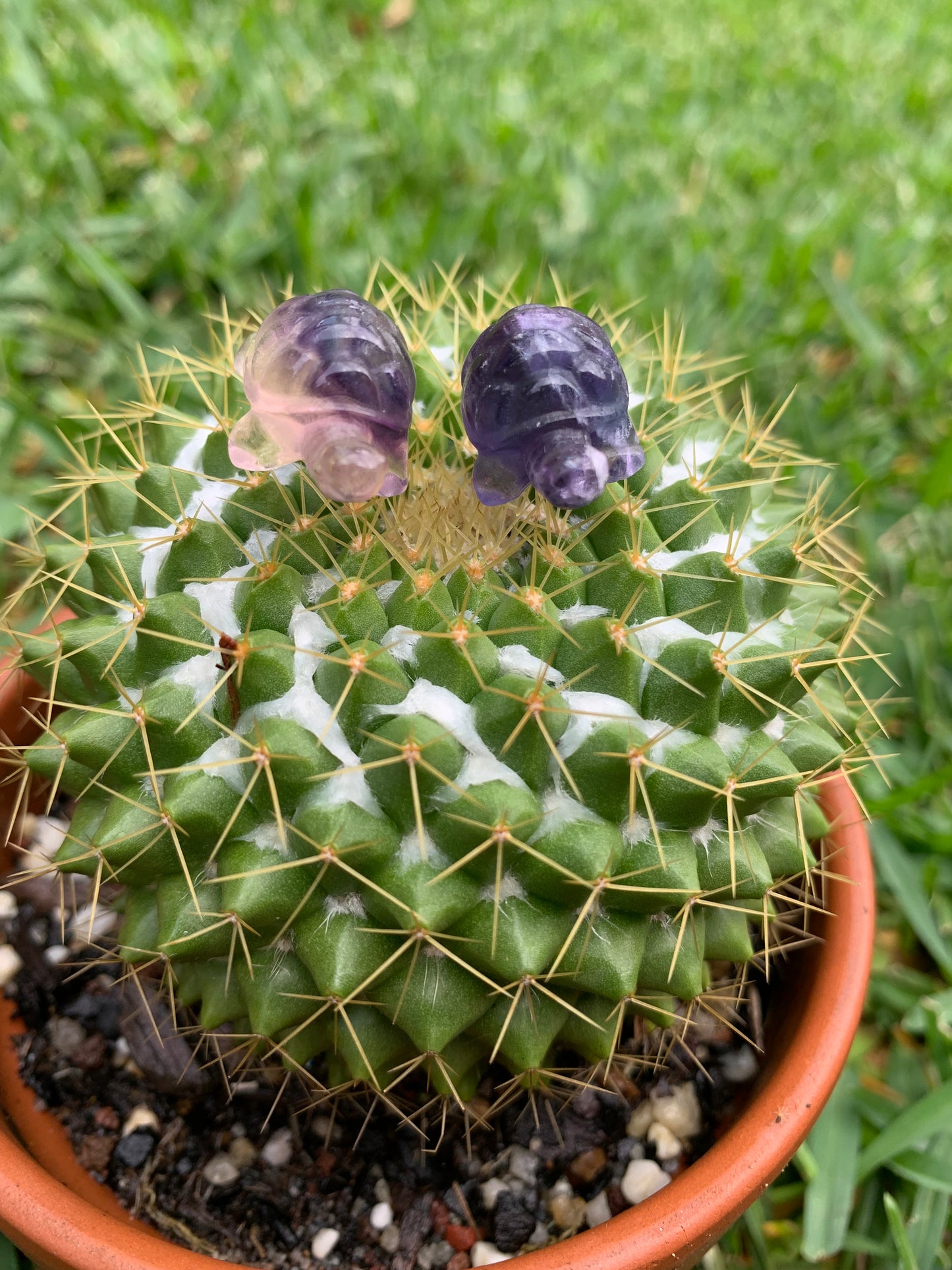 Mini Fluorite Turtle