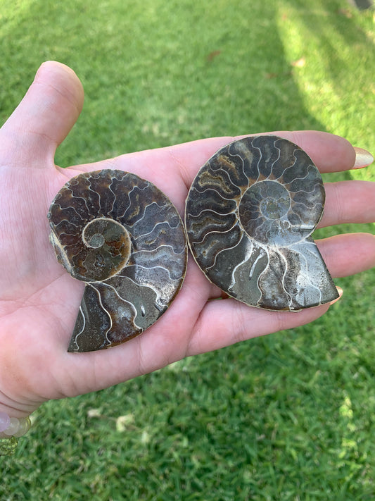 Ammonite Pair