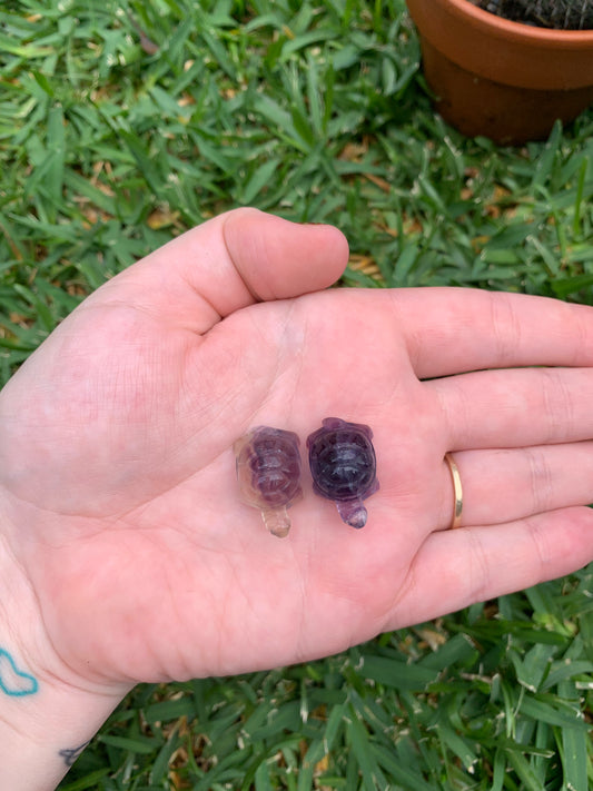 Mini Fluorite Turtle