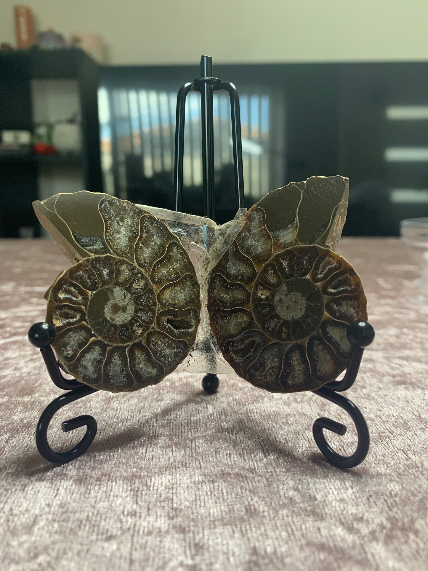 Ammonite Pair