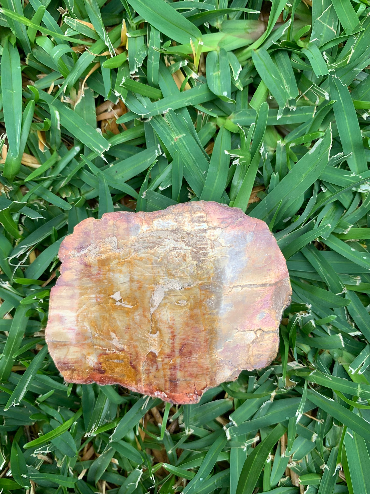 Petrified Wood Slab