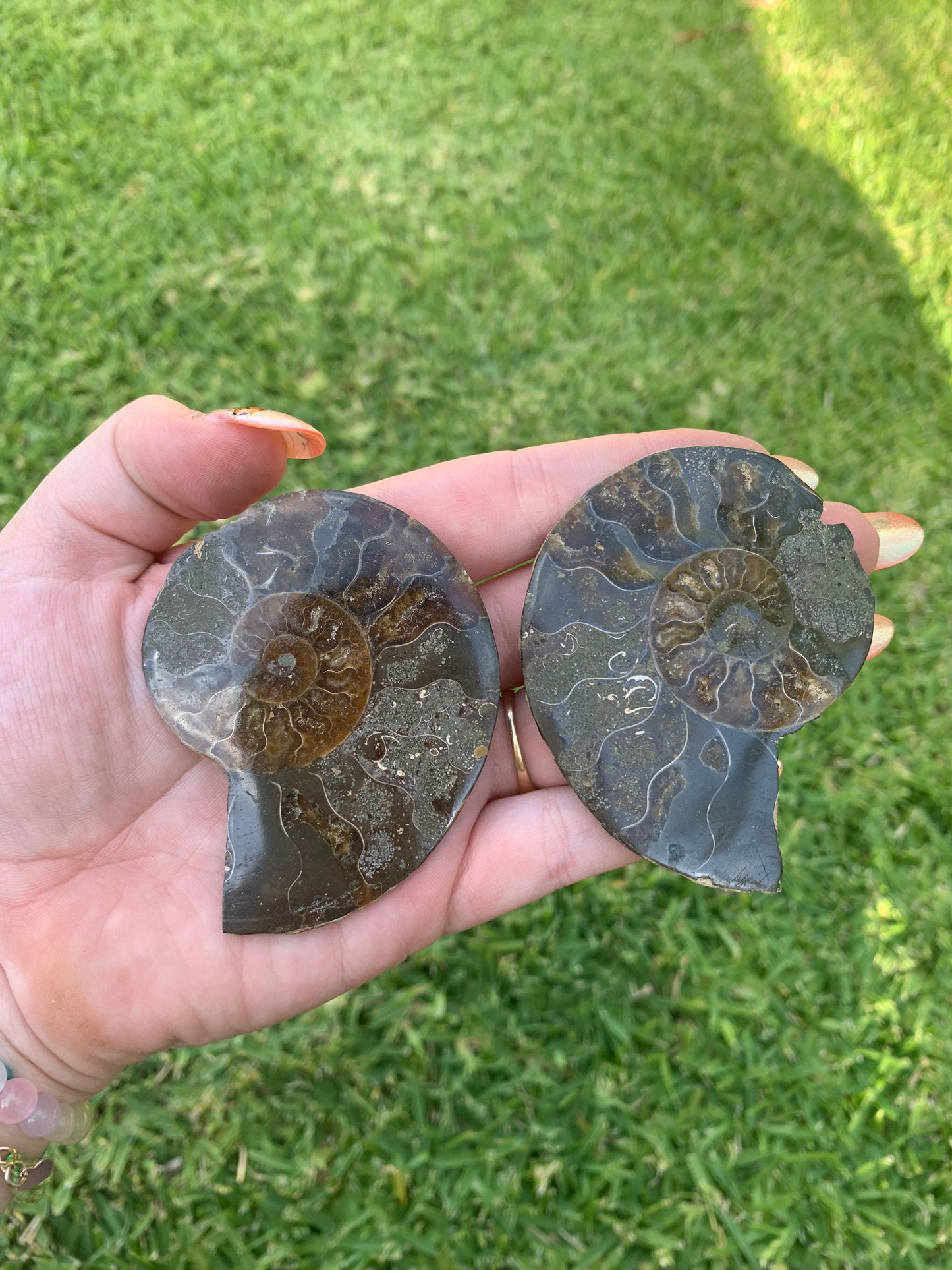 1/2 Ammonite