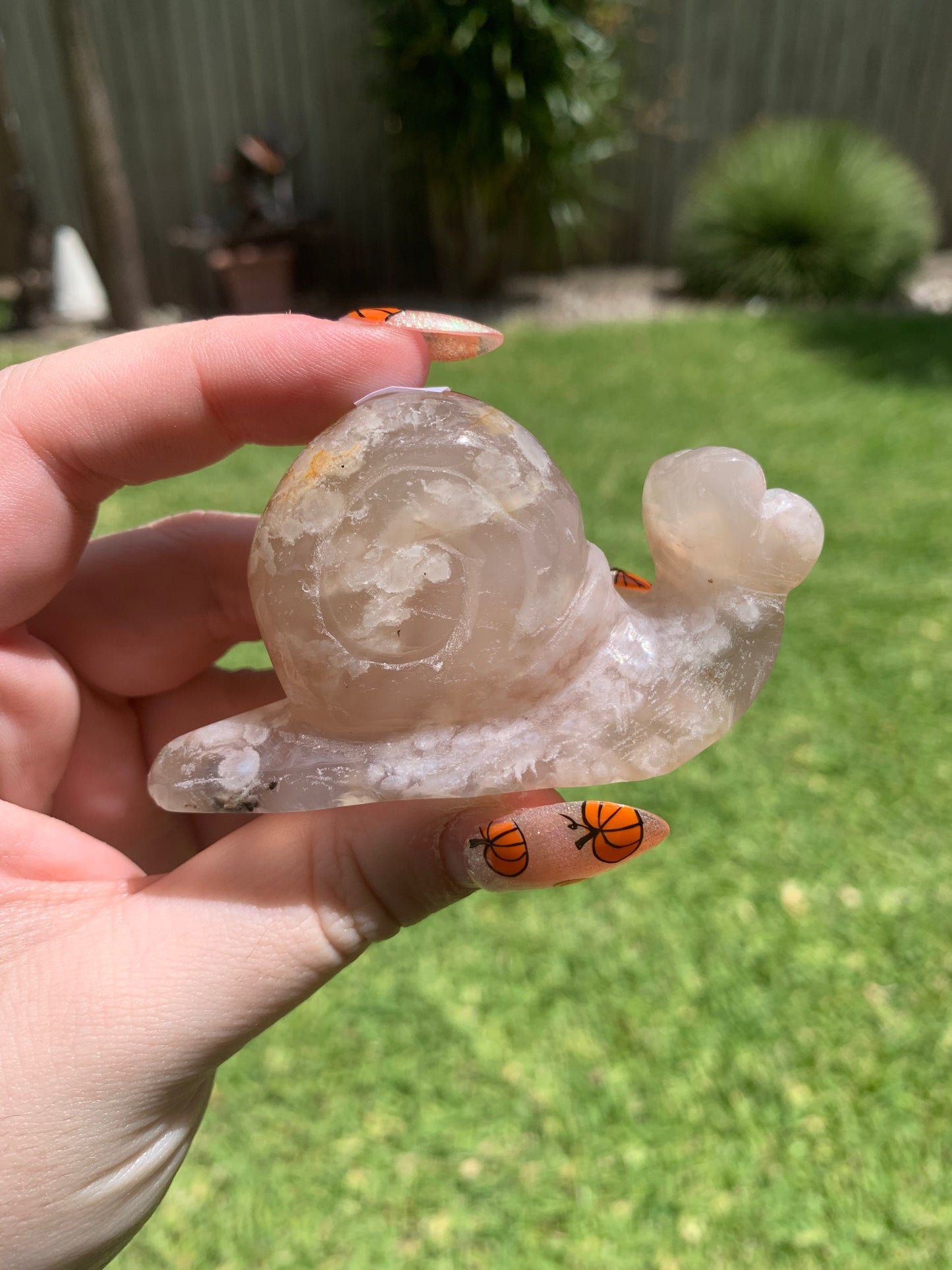 Flower Agate Snail