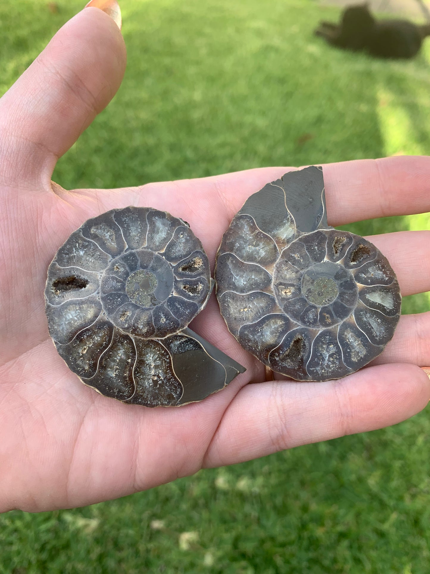 Ammonite Pair