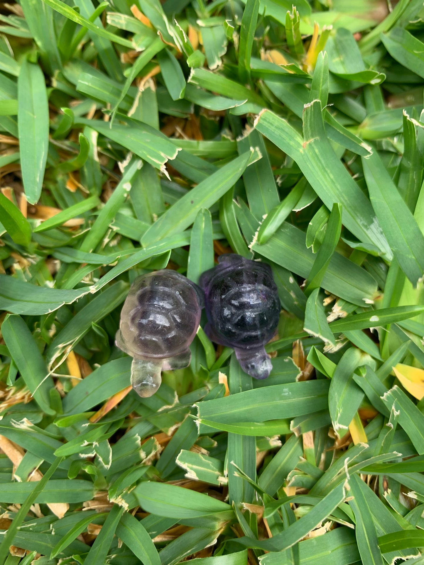 Mini Fluorite Turtle