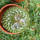 Mini Clear Quartz Sphere